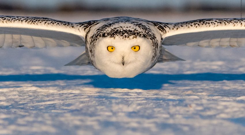 13 Von Eisbären und Schneeeulen – Wildtierfotografie im kanadischen Winter